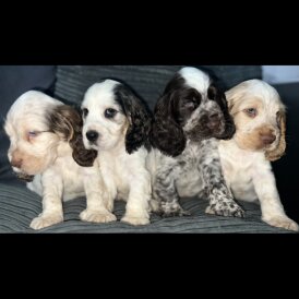Cocker Spaniel (Working &amp; Show) - Both