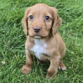 Cocker Spaniel (Working &amp; Show) - Bitches