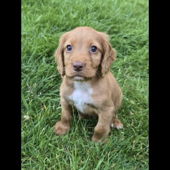 Cocker Spaniel (Working &amp; Show) - Bitches
