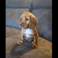 Cocker Spaniel (Working &amp; Show) - Bitches