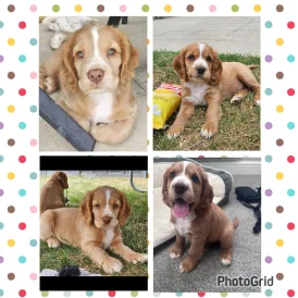 Cocker Spaniel (Working &amp; Show) - Both