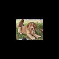 Cocker Spaniel (Working &amp; Show) - Both