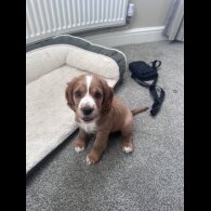Cocker Spaniel (Working &amp; Show) - Both