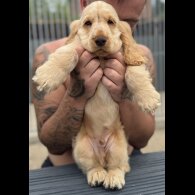 Cocker Spaniel (Working &amp; Show) - Both