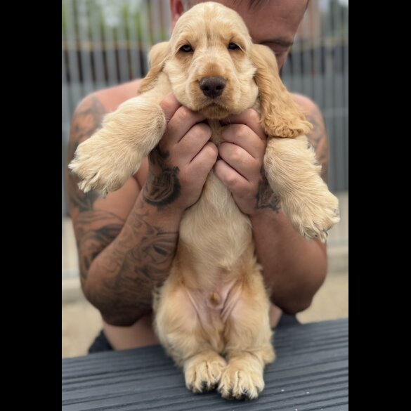 Cocker Spaniel (Working &amp; Show) - Both