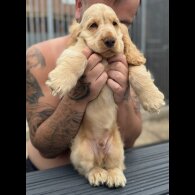 Cocker Spaniel (Working &amp; Show) - Both
