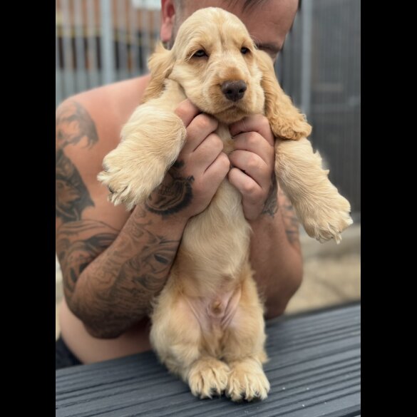 Cocker Spaniel (Working &amp; Show) - Both