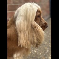 Cocker Spaniel (Working &amp; Show) - Both
