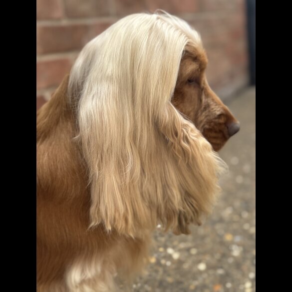 Cocker Spaniel (Working &amp; Show) - Both