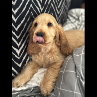 Cocker Spaniel (Working &amp; Show) - Both