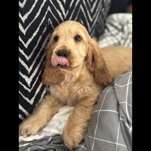 Cocker Spaniel (Working &amp; Show) - Both