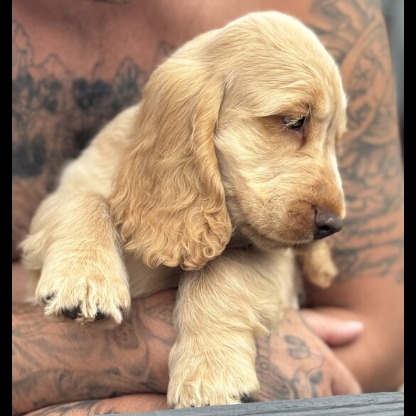 Cocker Spaniel (Working &amp; Show) - Both