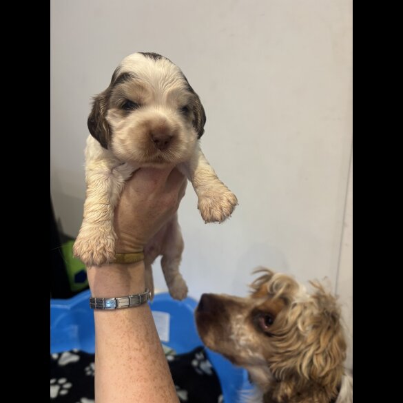 Cocker Spaniel (Working &amp; Show) - Both