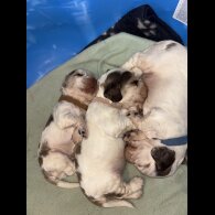 Cocker Spaniel (Working &amp; Show) - Both