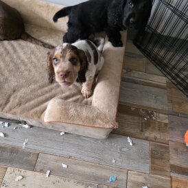 Cocker Spaniel (Working &amp; Show) - Both