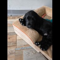 Cocker Spaniel (Working &amp; Show) - Both