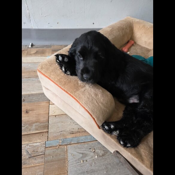 Cocker Spaniel (Working &amp; Show) - Both