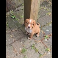 Cocker Spaniel (Working &amp; Show) - Bitches