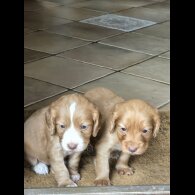 Cocker Spaniel (Working &amp; Show) - Bitches