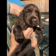 Cocker Spaniel (Working &amp; Show) - Both