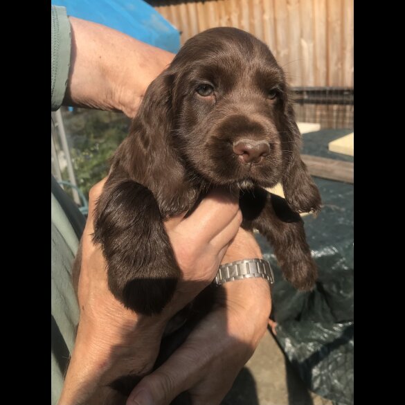 Cocker Spaniel (Working &amp; Show) - Both