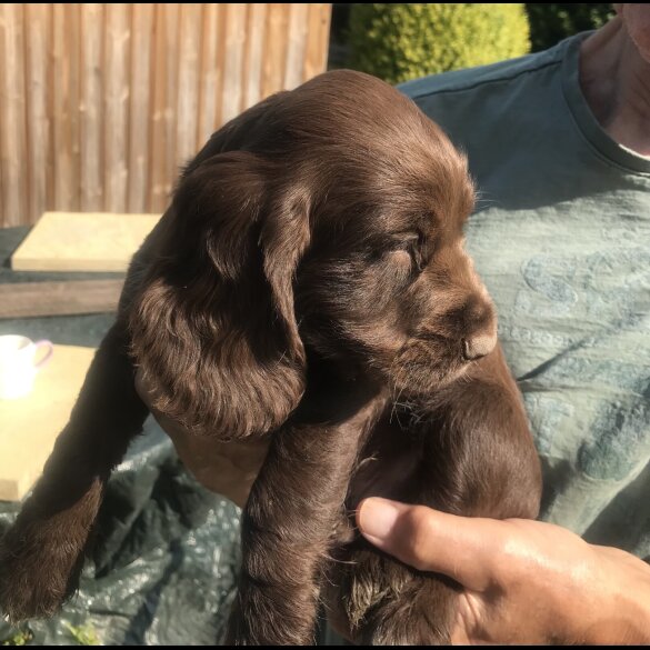 Cocker Spaniel (Working &amp; Show) - Both