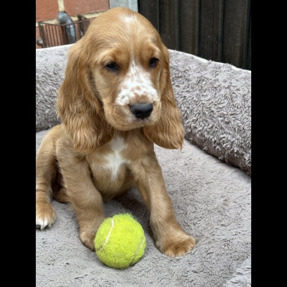 Cocker Spaniel (Working &amp; Show) - Both