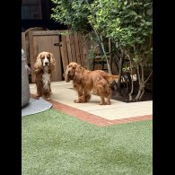 Cocker Spaniel (Working &amp; Show) - Both