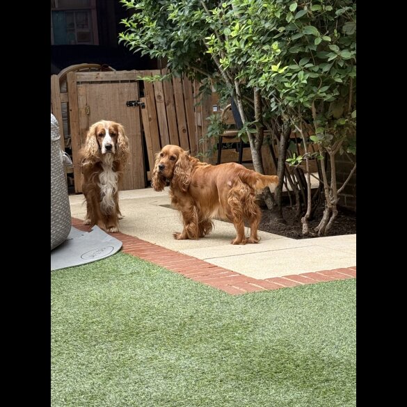 Cocker Spaniel (Working &amp; Show) - Both
