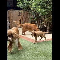 Cocker Spaniel (Working &amp; Show) - Both