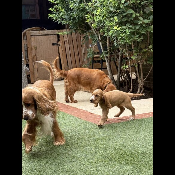 Cocker Spaniel (Working &amp; Show) - Both