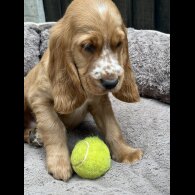Cocker Spaniel (Working &amp; Show) - Both