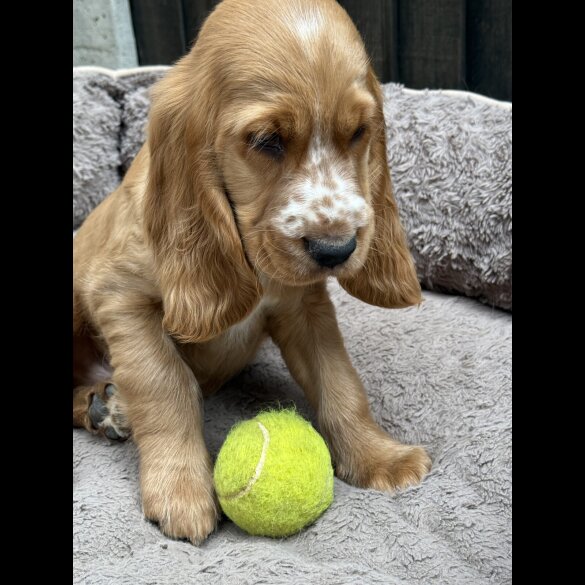 Cocker Spaniel (Working &amp; Show) - Both