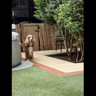 Cocker Spaniel (Working &amp; Show) - Both