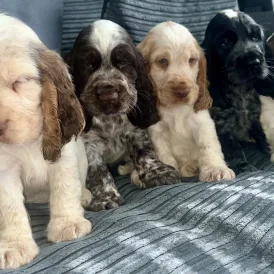 Cocker Spaniel (Working &amp; Show) - Both