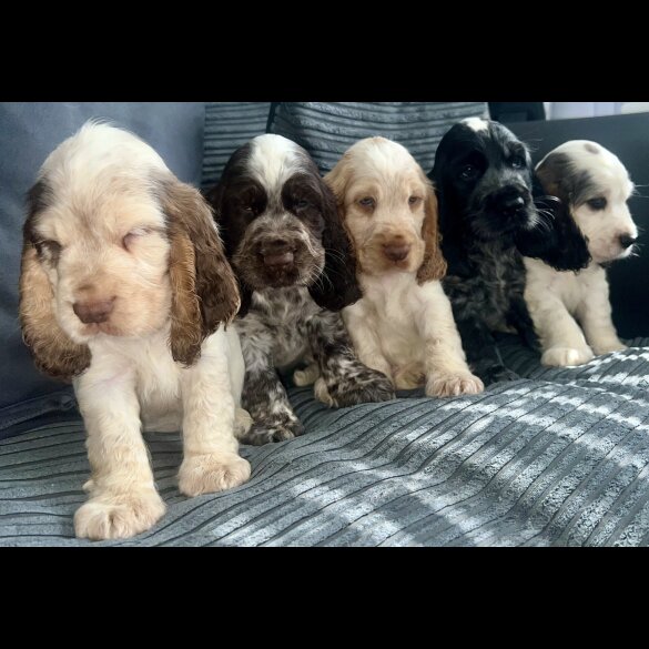 Cocker Spaniel (Working &amp; Show) - Both