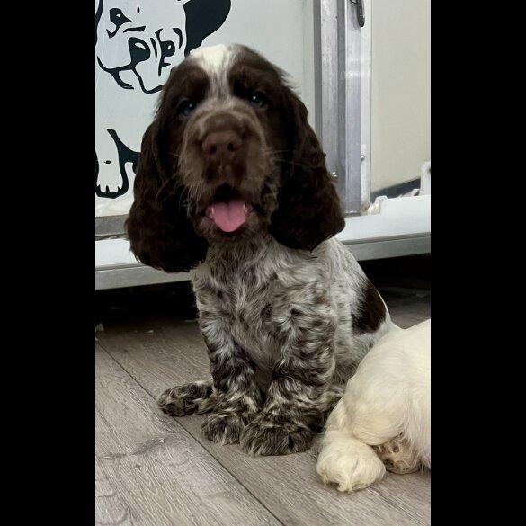 Cocker Spaniel (Working &amp; Show) - Both
