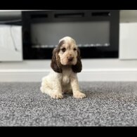 Cocker Spaniel (Working &amp; Show) - Both