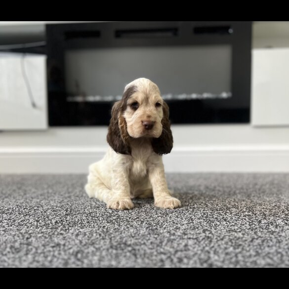 Cocker Spaniel (Working &amp; Show) - Both