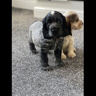 Cocker Spaniel (Working &amp; Show) - Both