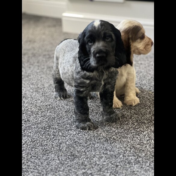 Cocker Spaniel (Working &amp; Show) - Both