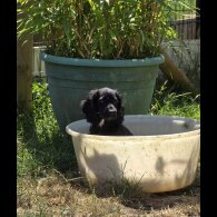Cocker Spaniel (Working &amp; Show) - Both