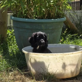 Cocker Spaniel (Working &amp; Show) - Both