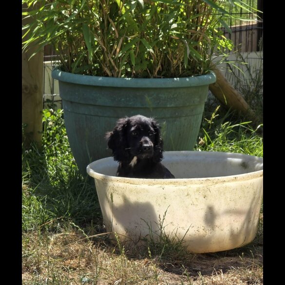 Cocker Spaniel (Working &amp; Show) - Both