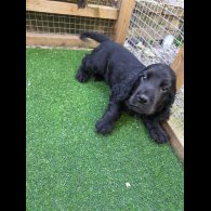 Cocker Spaniel (Working &amp; Show) - Both
