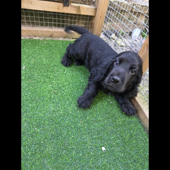 Cocker Spaniel (Working &amp; Show) - Both