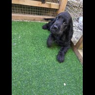 Cocker Spaniel (Working &amp; Show) - Both