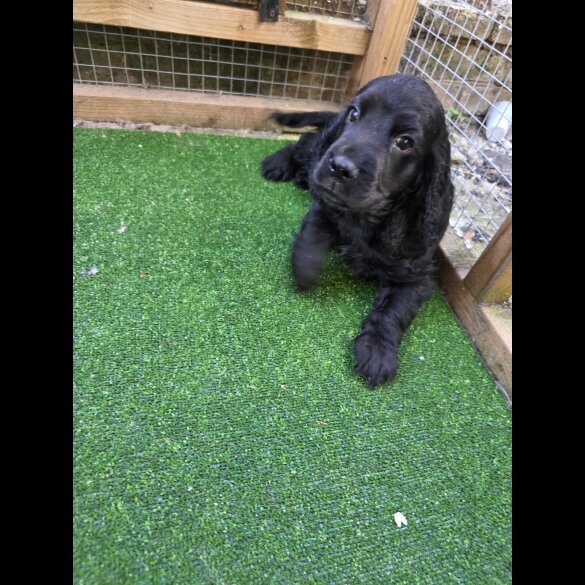 Cocker Spaniel (Working &amp; Show) - Both