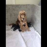 Cocker Spaniel (Working &amp; Show) - Both