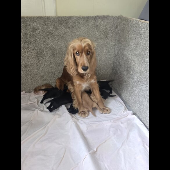 Cocker Spaniel (Working &amp; Show) - Both